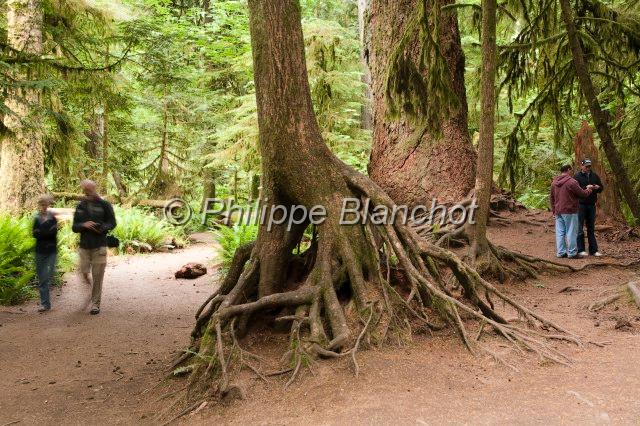 canada colombie britannique 30.JPG - Forêt primaire, Cathedral Grove près de Port Alberni, MacMillan Provincial Park, Ile de Vancouver, Colombie-Britannique, Canada